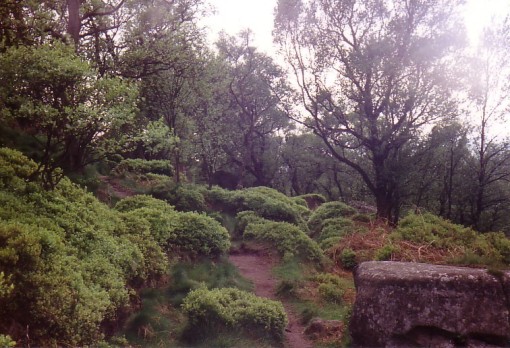 Brimham rocks-bilberry woods