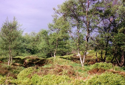 Brimham rocks-birches